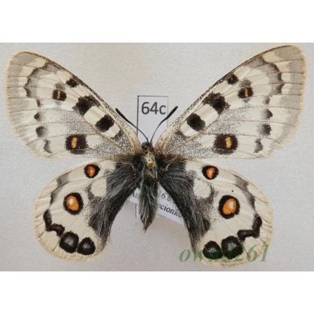 Parnassius széchenyii subsp. germanae Austaut, 1906 China64c